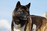 AKITA AMERICAIN 297